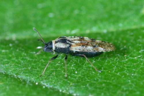 Dictyla echii